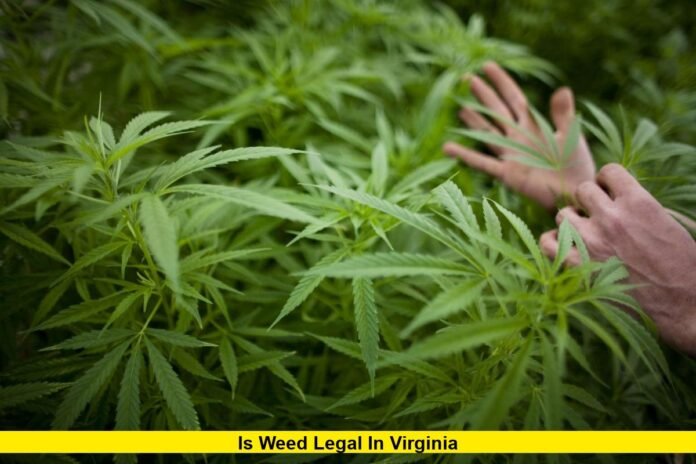 Is Weed Legal in Virginia
